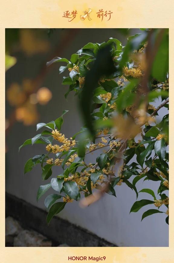 满陇桂雨与Magic 9一次相遇：桂花香～
刚在满陇桂雨泡了一下午，举着荣耀Ma
