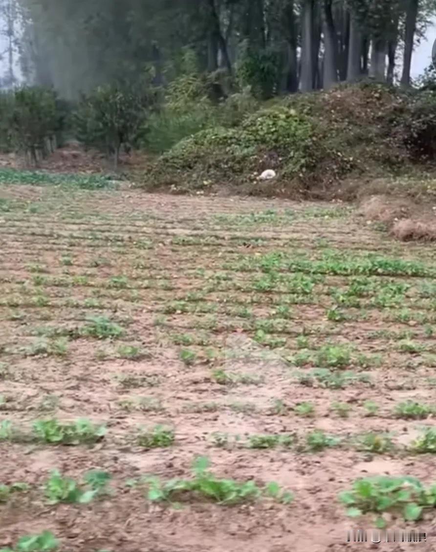 我出差的时候看到一只小狗守在它主人的墓地旁，过了十多天我回来时，它还在那里。不管