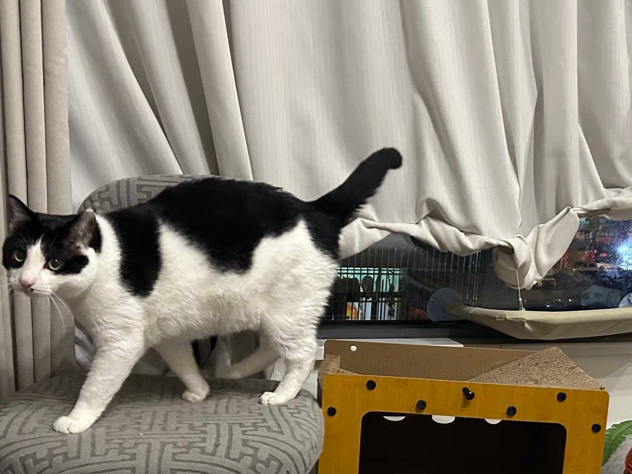 别提起刚刚的断裂声音行吗？我已经挺尴尬的了。daily奶牛猫 （投稿：） 
