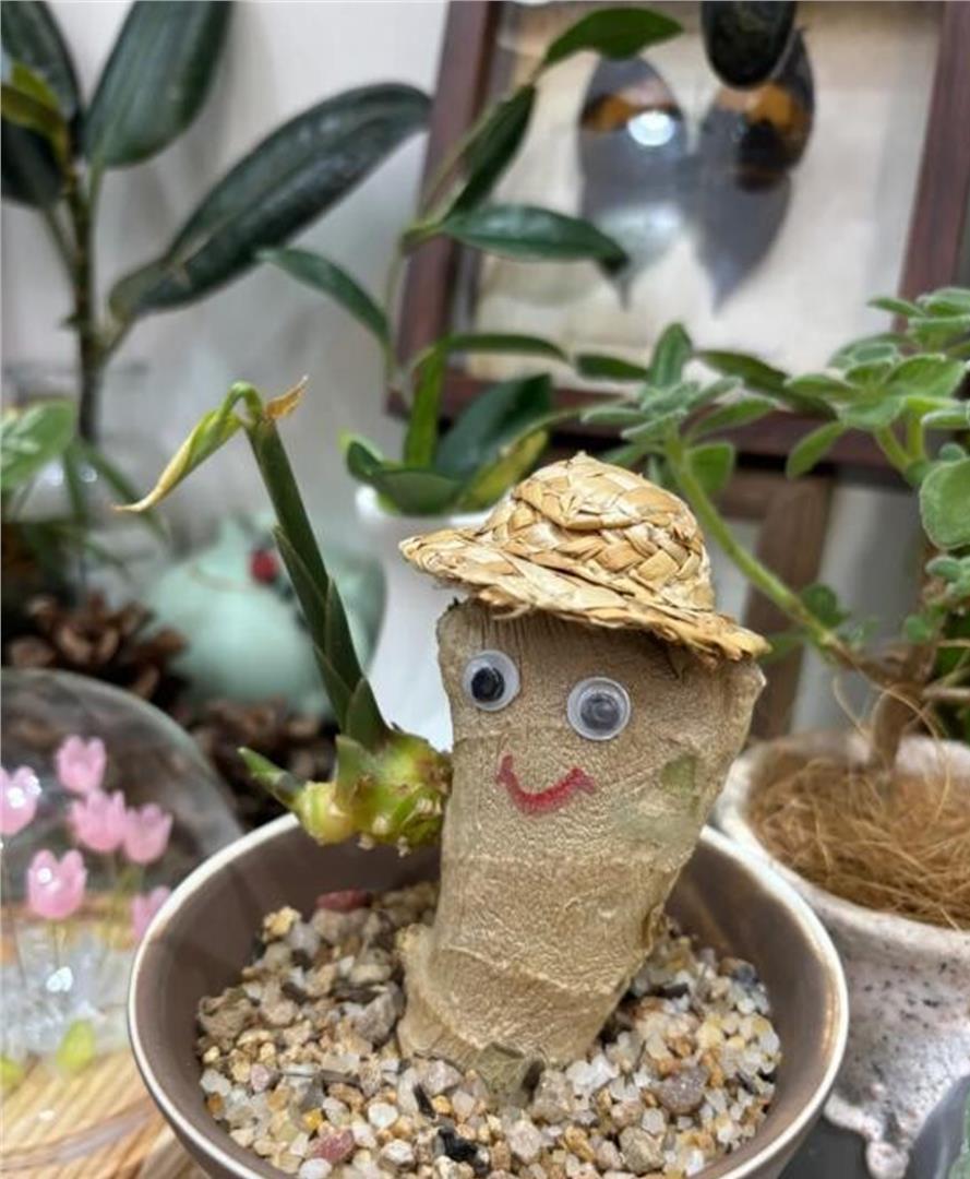 以前刷到那种在办公室养生姜的视频，我心里就俩字儿，作秀。 那玩意儿能养得活？ 不