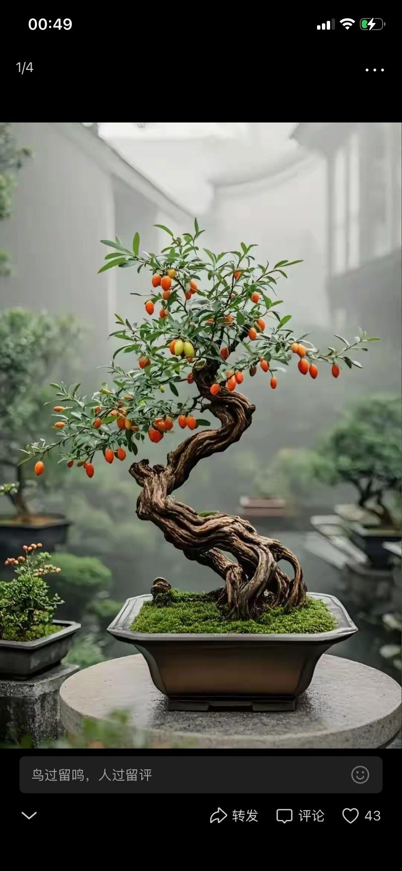 突然就喜欢上了各种盆景
也想自己养几盆
然后学着种植、培育、造型…
把自己亲手打