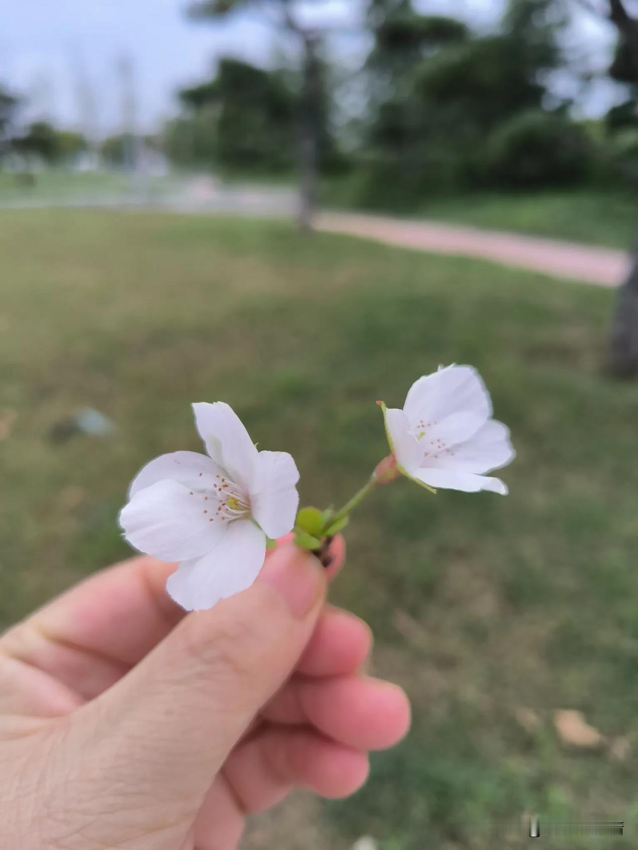 亲自挑唆婆媳关系，这儿子真行

昨天晚上二哥二嫂来家里坐坐，主要跟我们说说她女儿