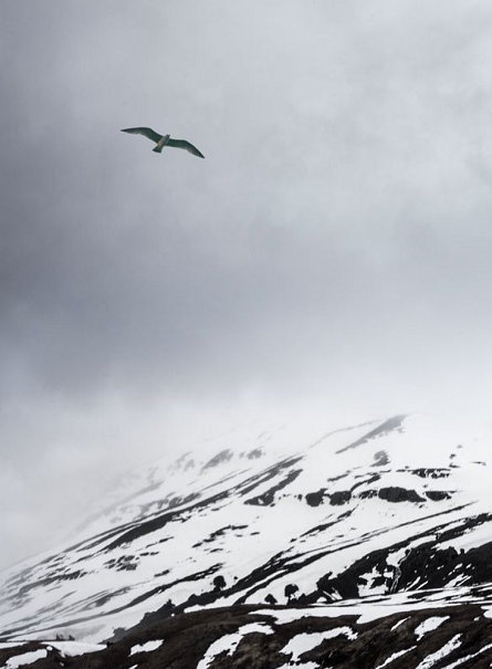 飘飘何所似，天地一沙鸥。—— 杜甫《旅夜书怀》 ​​​