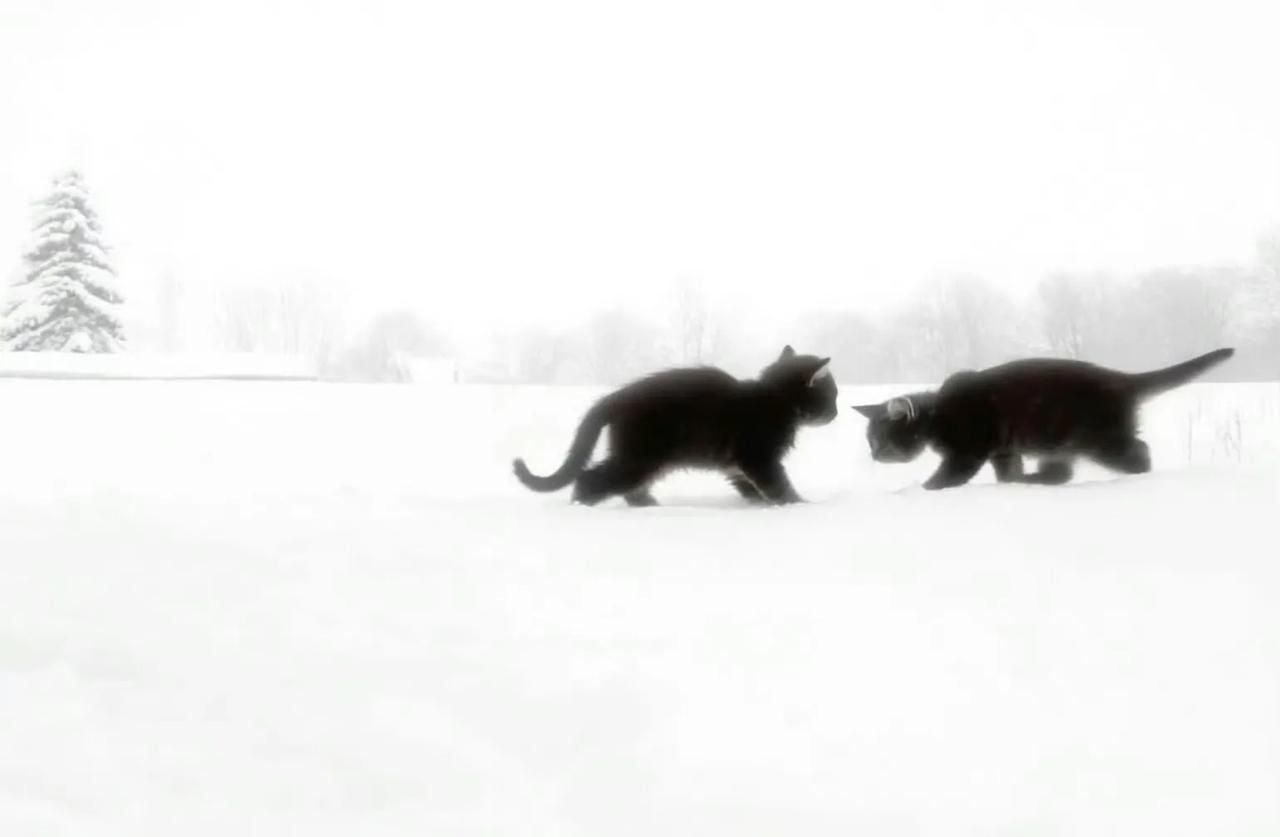 年年落雪 雪落年年 慢慢亦慢慢.