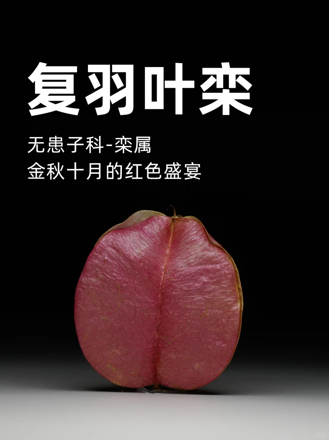 复羽叶栾：金秋十月的红色盛宴～