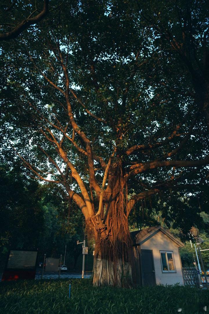 继续奉上广州科学城广场的夕阳时刻夕阳日常分享扫街 松下S9 叙21 3.5 广州