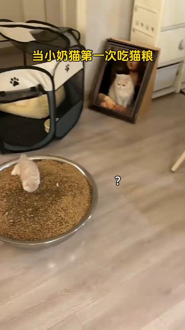 当小奶猫第一次吃猫粮。