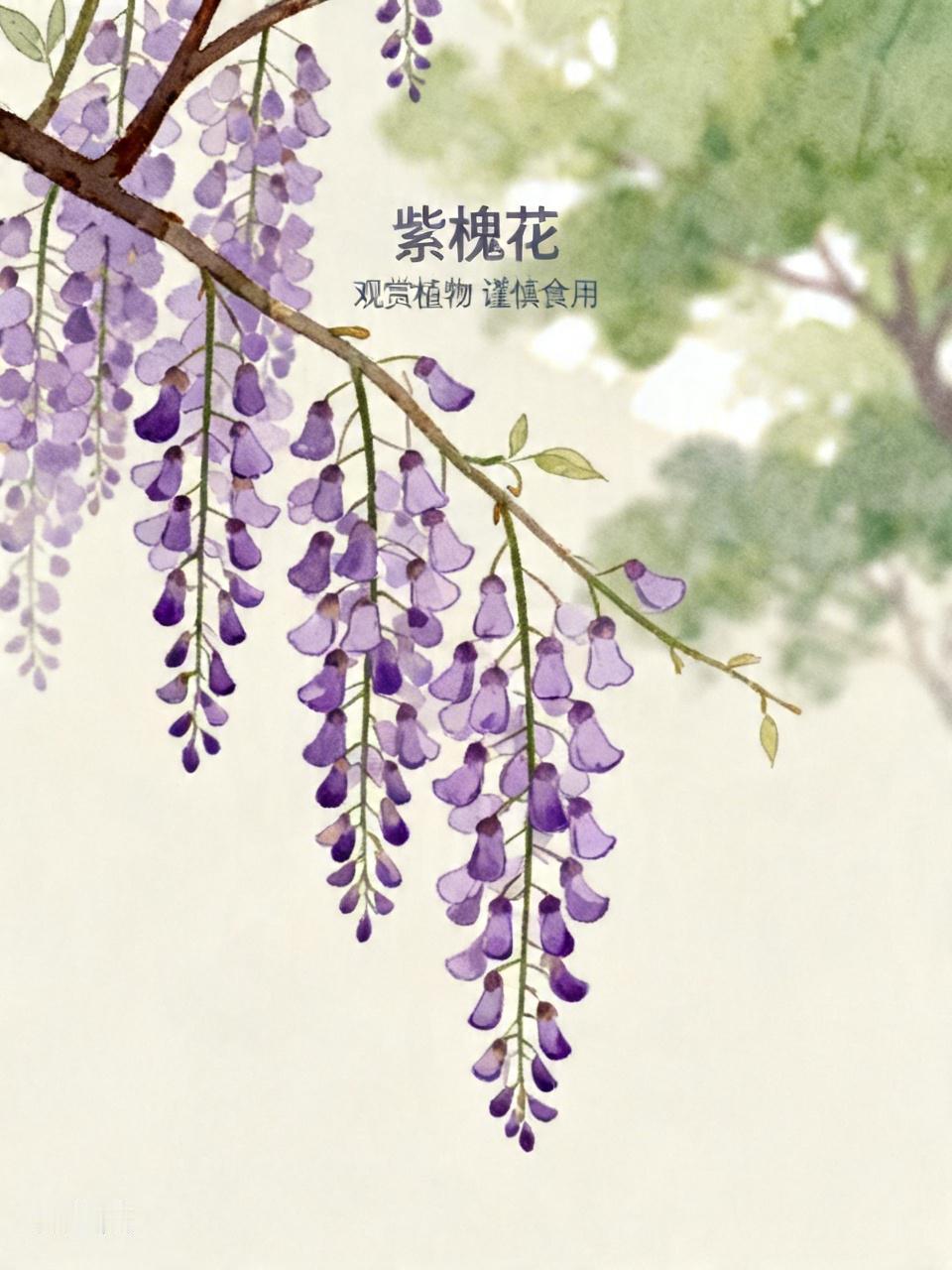 其实紫槐花跟咱平时吃的白槐花可不一样。白槐花清香甘甜，能做槐花饼、槐花炒蛋，是餐