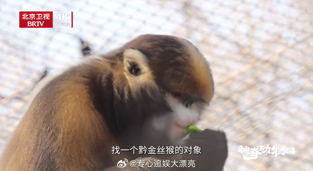 你们相亲都那么好笑吗看到了吗，就算是猴子单身久了也要被拉出来公开社死一波哈哈哈，