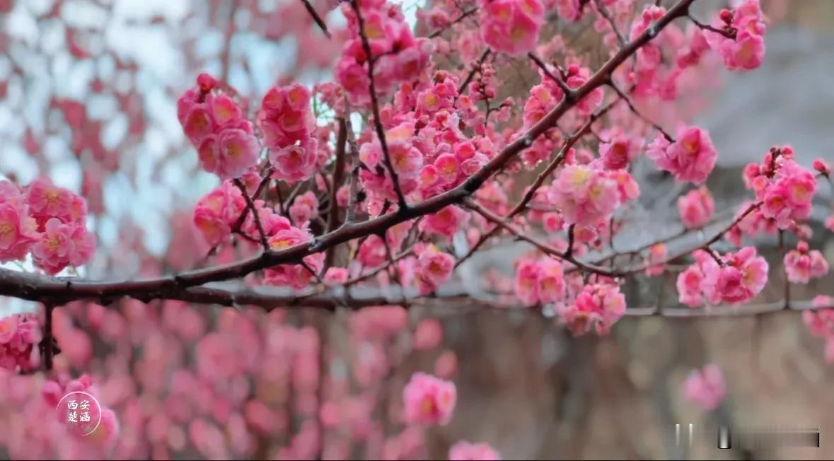 春雨如酥，3月14日，周至水街宛如一幅诗意画卷。点点红梅于雨中盛放，花瓣凝着水珠
