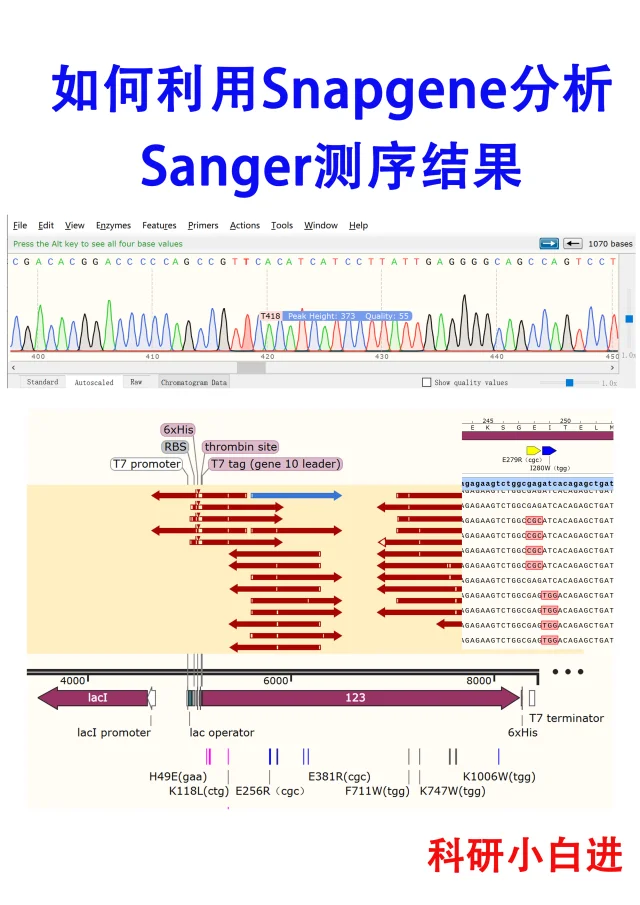 🔥如何利用Snapgene分析Sanger测序结果