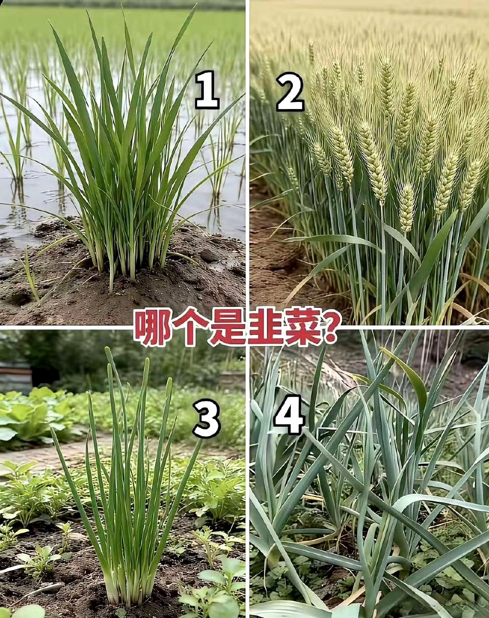 哪个是韭菜？