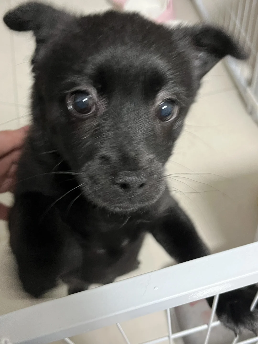 不受控制的小狗耳朵 右滑看小耳朵土狗🐶