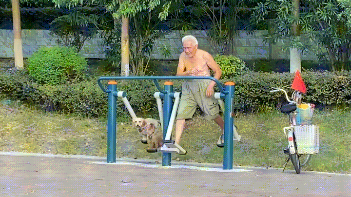 狗狗太会玩了 