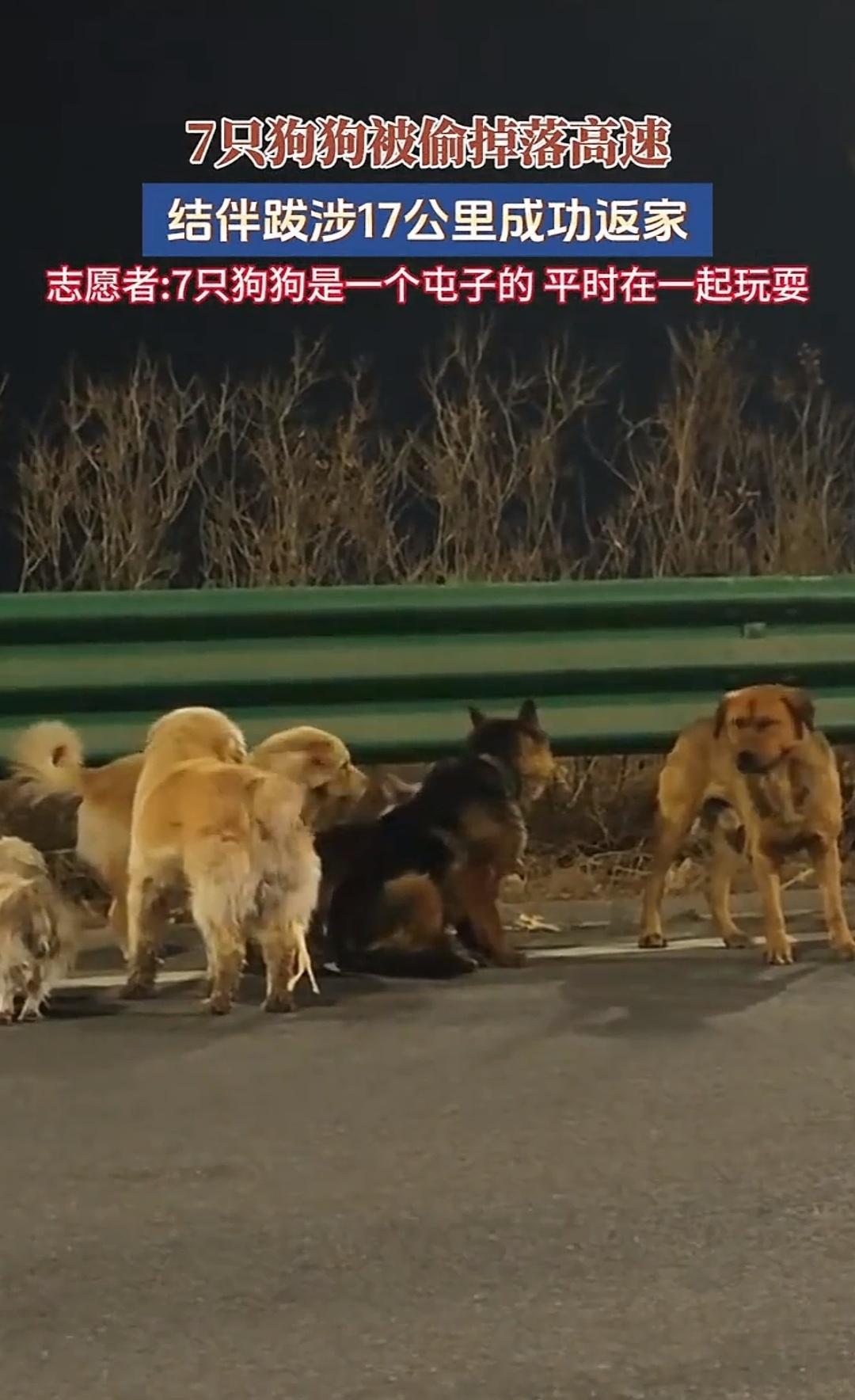 长春这事真让人看着又气又揪心。
同村的7条狗平时就是一块玩的发小，结果被偷狗贼一