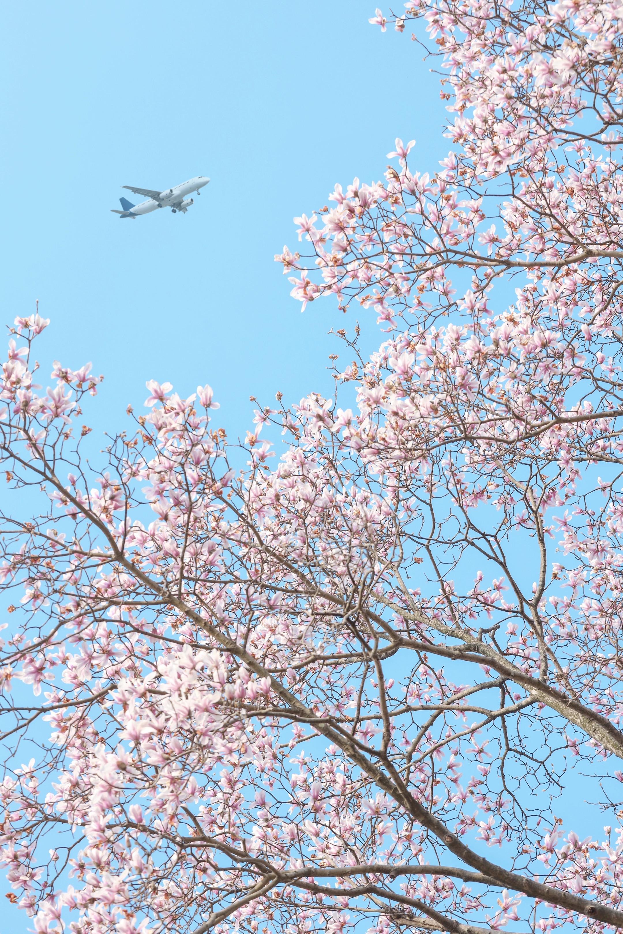 春天来杭州，我只去1个地方。hi~我是猪肝面🐷 做为杭州本地土著+拥...