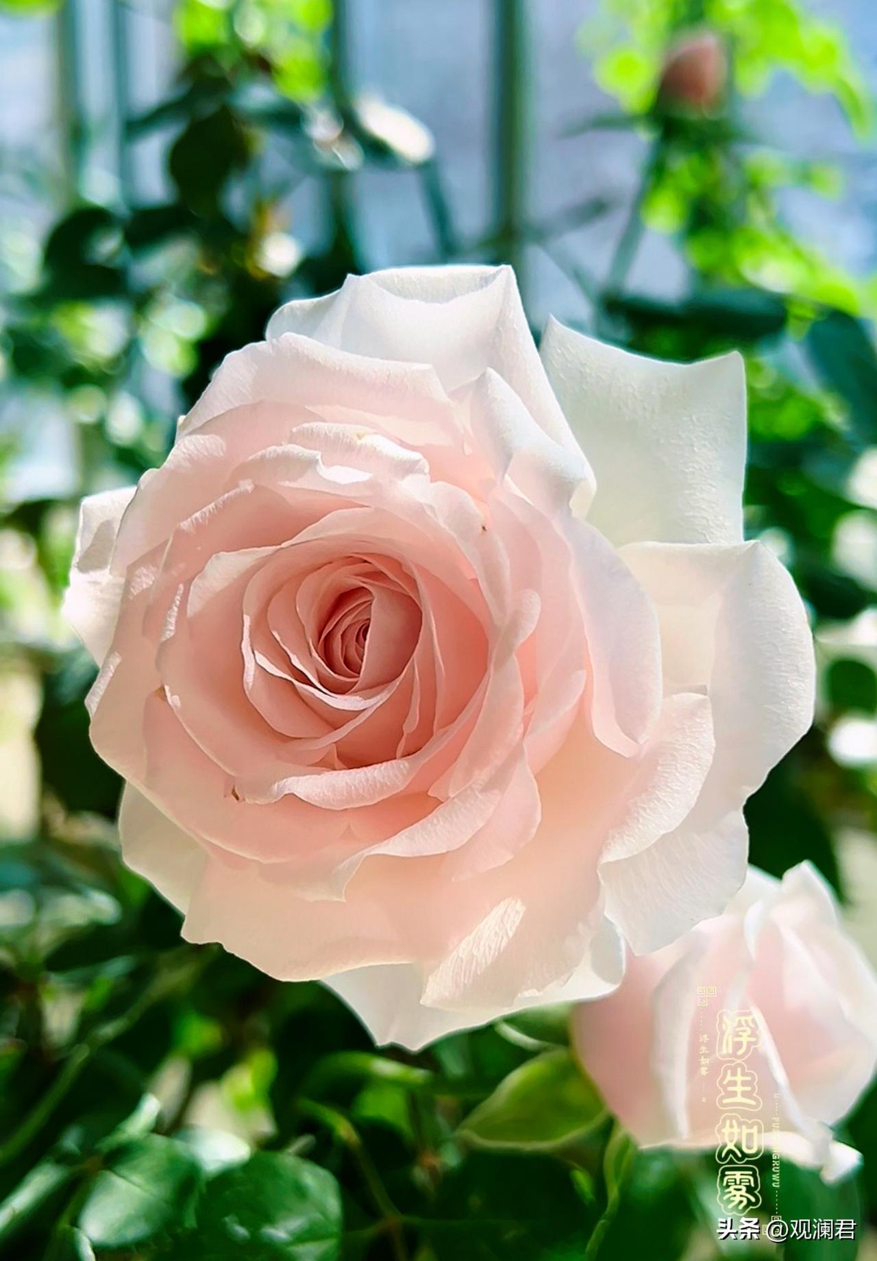 这是我家阳台上的花，直播间里买的不知名月季。