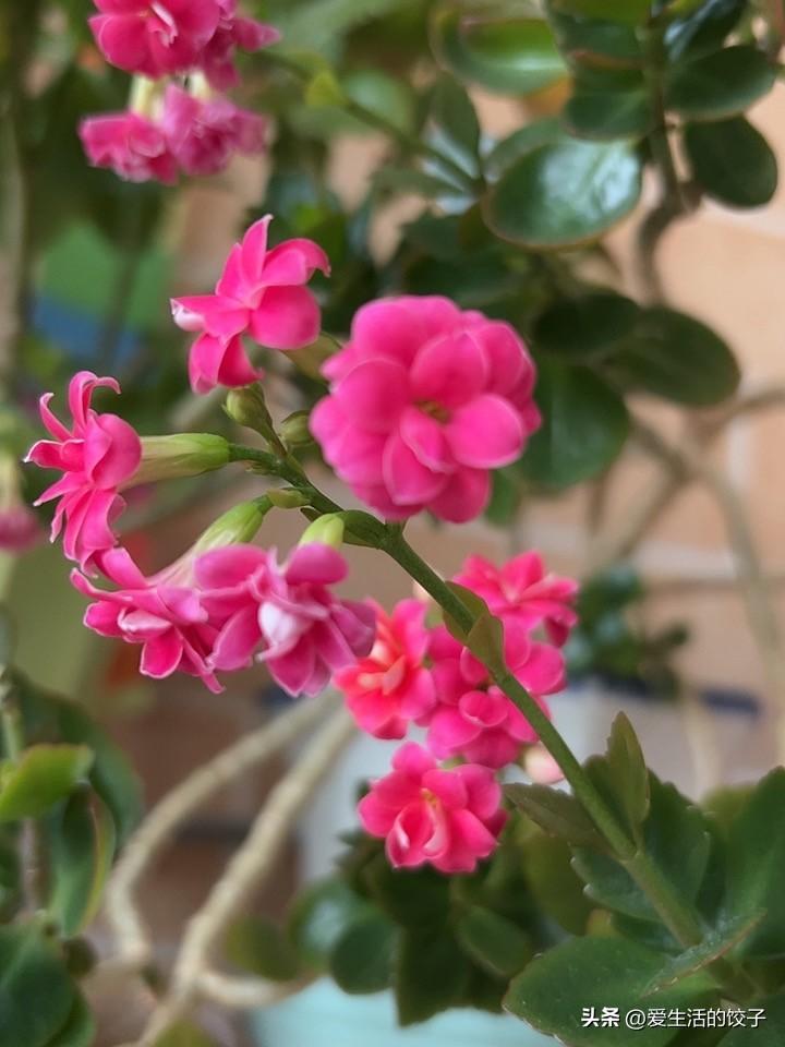 春节过完，家里的长寿花大多都慢慢谢幕了，别的盆里花都开得差不多，只剩这盆橘色长寿