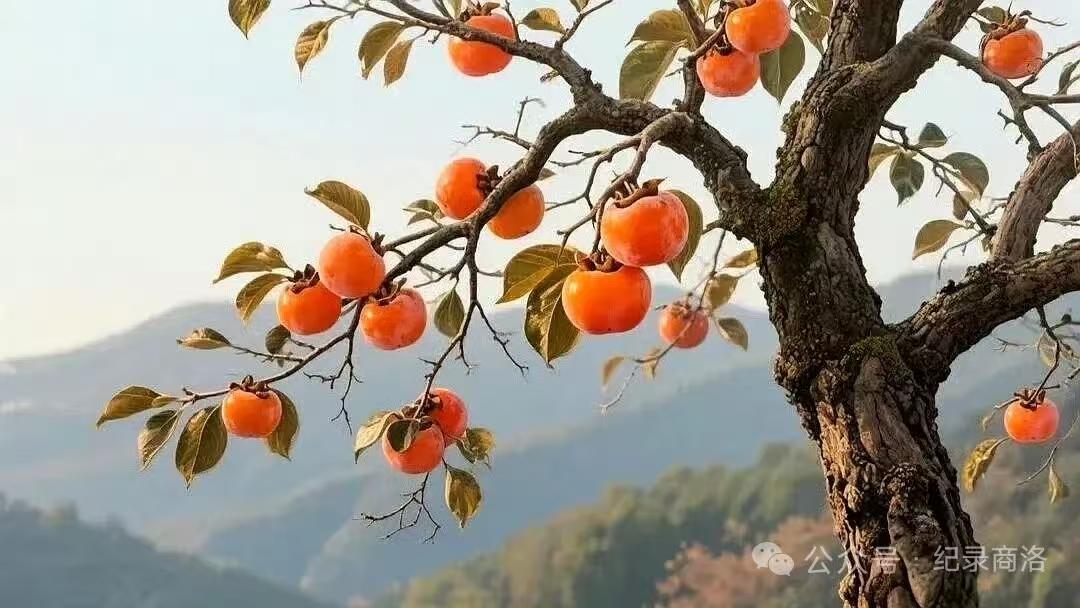 清江引·柿红之叹
柿红正艳秋叶尽，
老干悬金韵。
果熟落叶残，
目望心难近。
徘