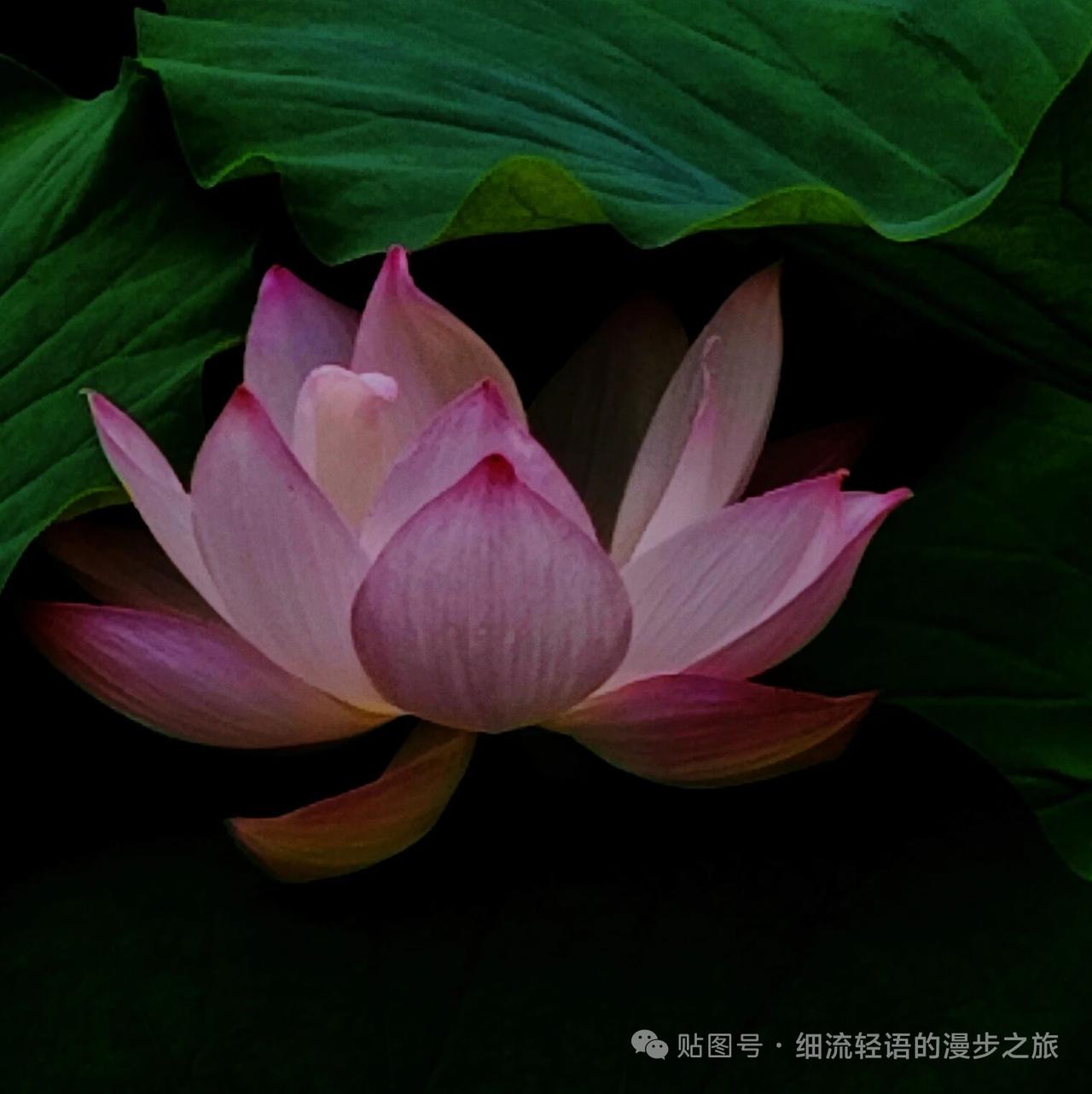 分享一张花图片