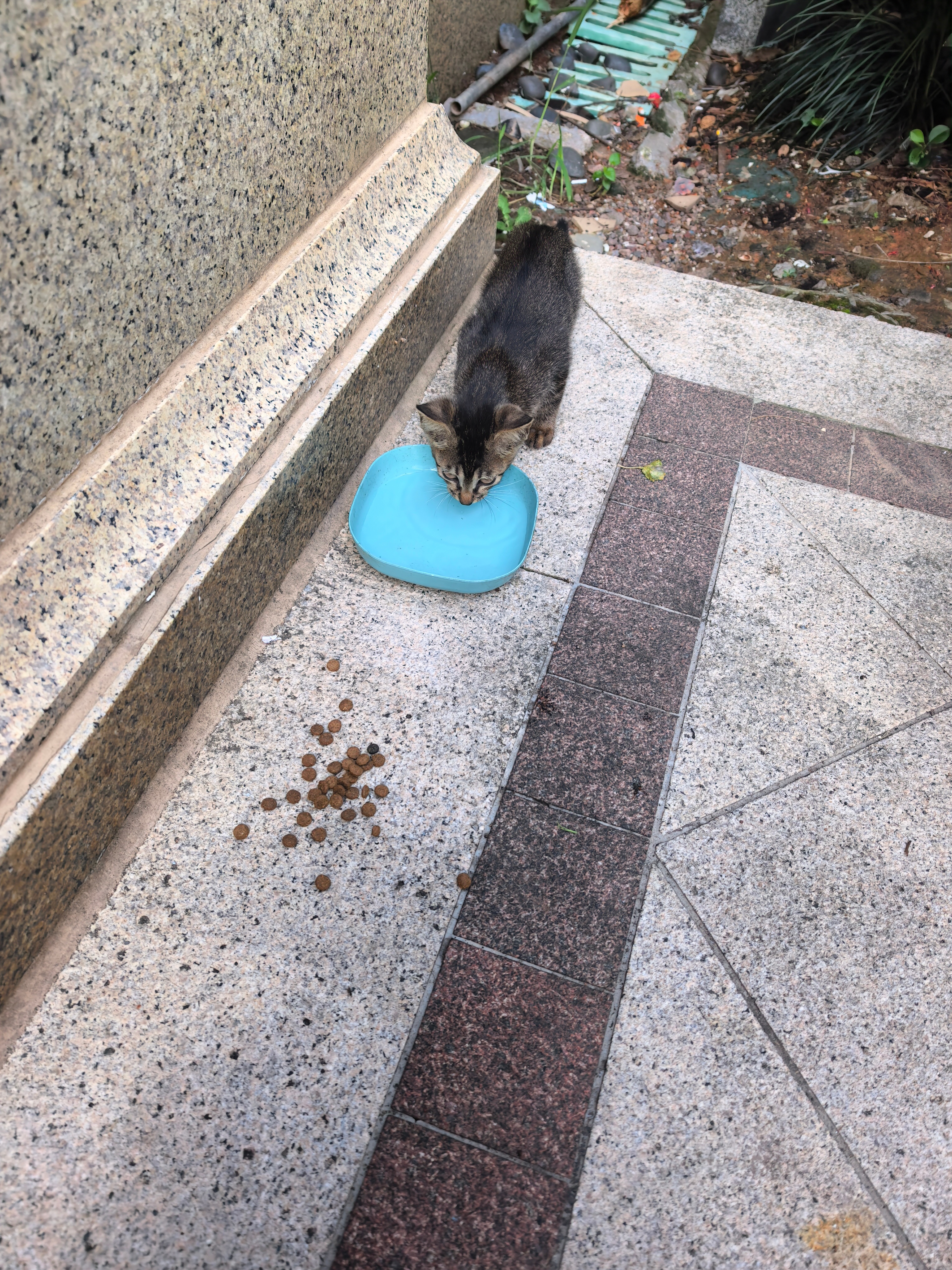 又来新货了…没见过的小🐱 饿的嗷嗷叫 还有点剩的猫粮 给你啦 ​​​
