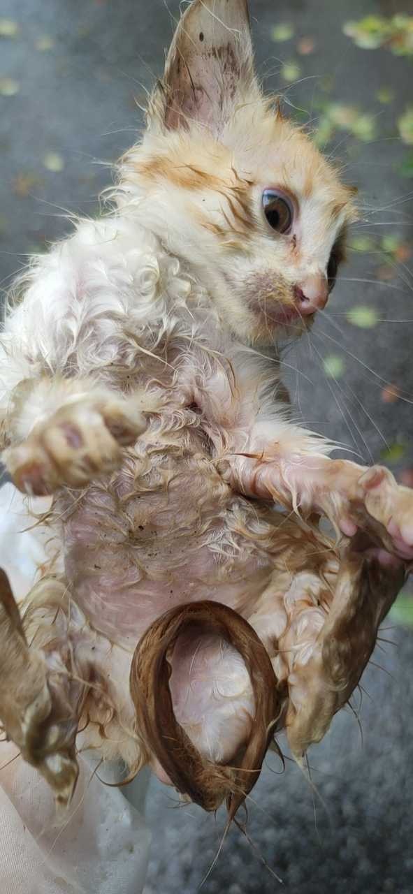 翻相册翻到两个朋友捡到小猫时候和现在的对比照片，大家都很了不起！ ​​​