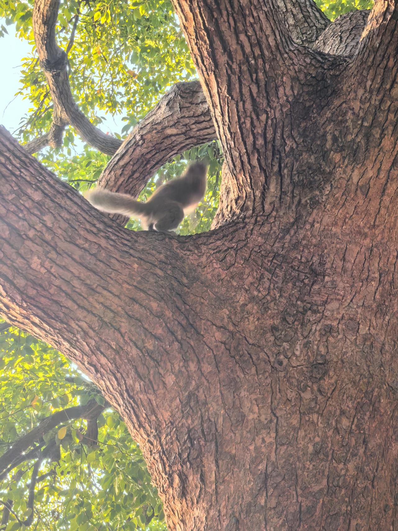 看到西湖边树上的小松鼠，瞬间治愈了我。可爱的宝贝们，你们是逗人开心的小调皮，小天