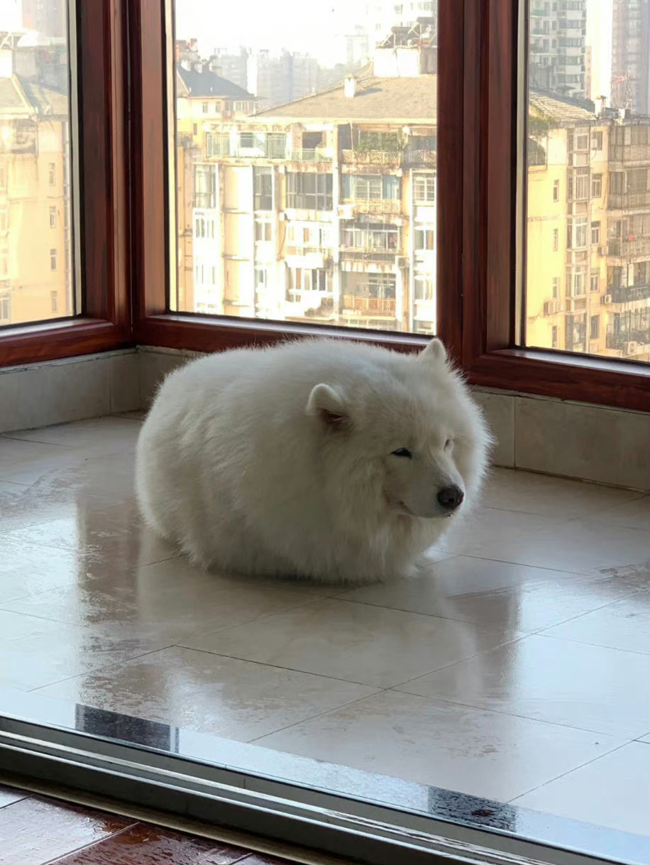 萨摩耶：我妈拖地时不让我摊开 