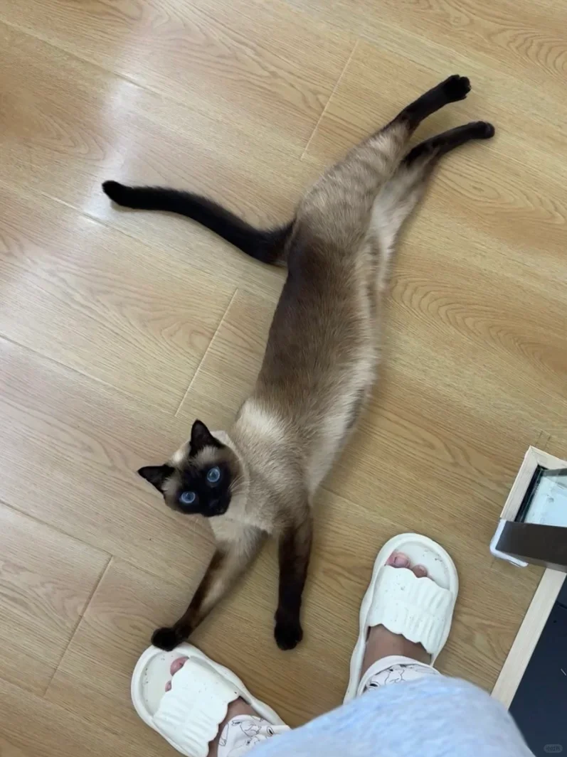 不许动 留下冻干再走