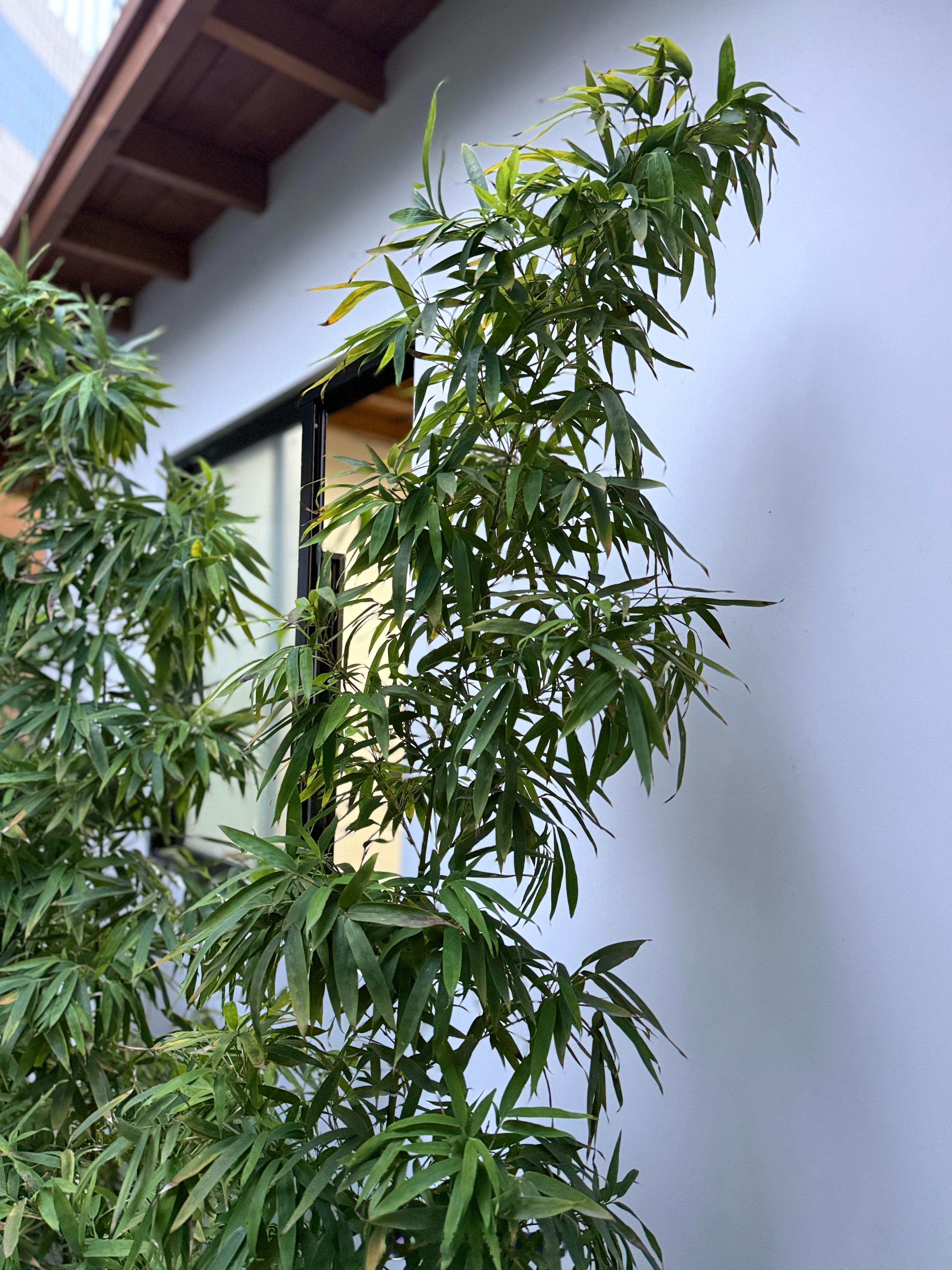 鲁国孟孙君打猎，捕获一只小鹿，交给手下秦西巴带回宫去。母鹿一路跟在后面哀哀啼叫，