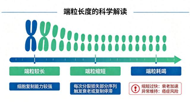推文4：你的端粒有多长？端粒长度的科学解读