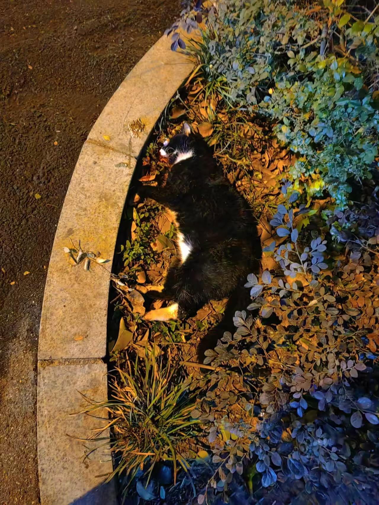 亲眼看见我投喂的流浪猫，被车撞死了！很多猫咪死于车祸，它们不懂观察车辆，不懂红绿