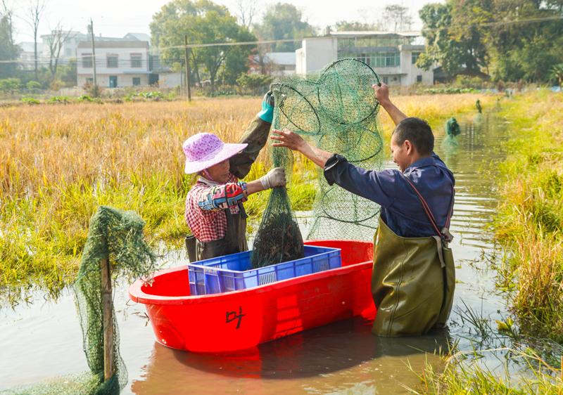 江西会昌：稻虾共养 丰收正忙