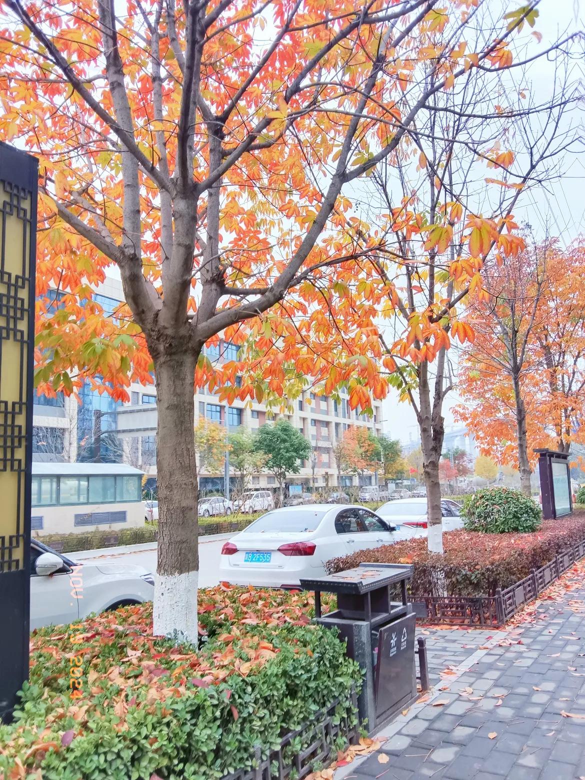 霜叶红，柿叶落知秋一叶一追寻，
枫叶像思念，美景无处不在，只是少了发现美的眼睛，