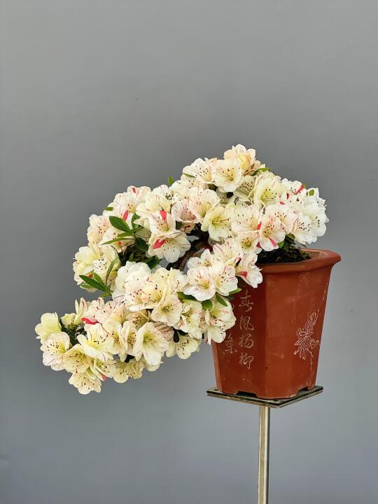 花爆满