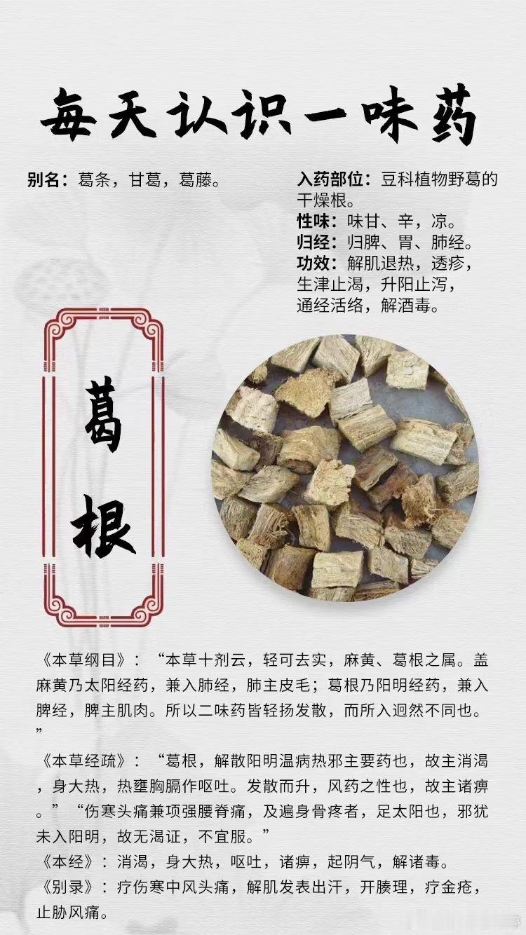 #国医的精诚力量# 【每天认识一味药】[鲜花]葛根🔔别名：葛条，甘葛，葛藤。?