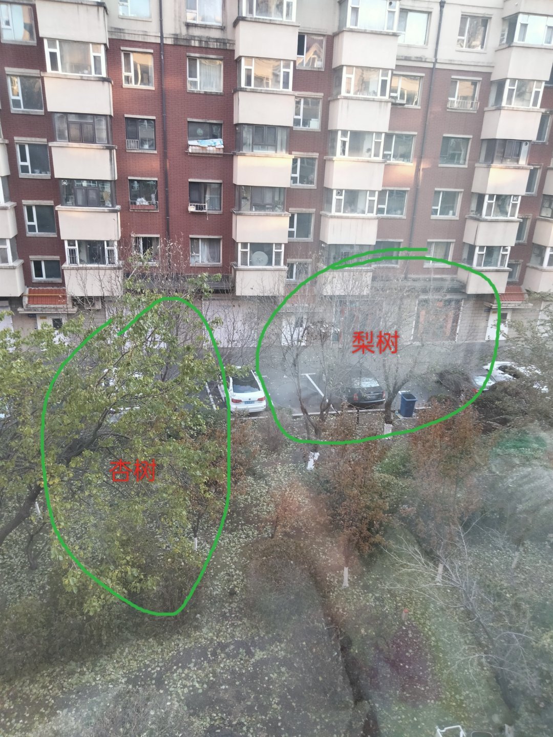 杏树比梨树耐寒自己观察到的一个知识最近，随着冷风的到来，树叶子都在飘落。往楼下一