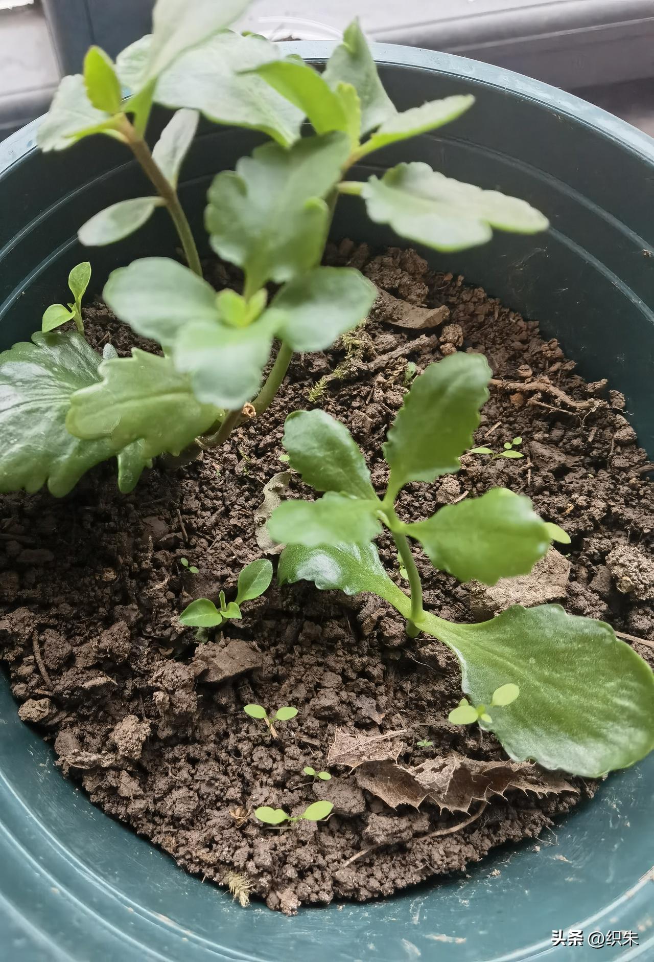 伤害就是伤害，
伤口愈合了也有伤疤，
不可能当做无事发生。
不是说他悔过了或者后