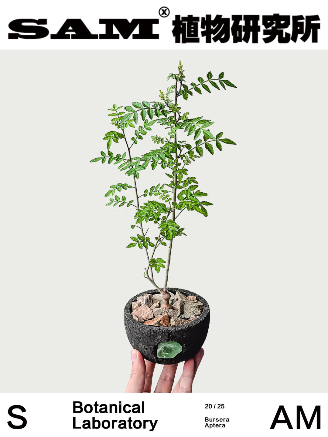蛋蛋裂榄｜Bursera Aptera