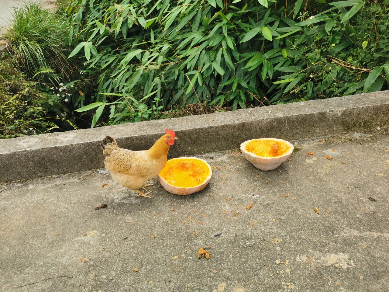 南瓜为食的土鸡，如果做了我的盘中餐……[偷笑][偷笑][偷笑]
