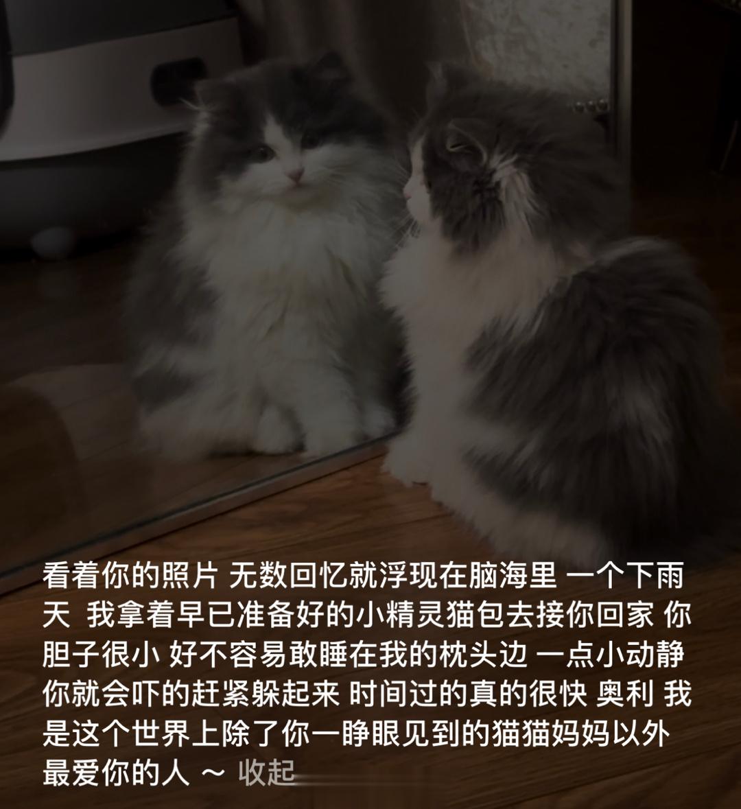 真的不知道养猫的后遗症会这么严重 ​​​