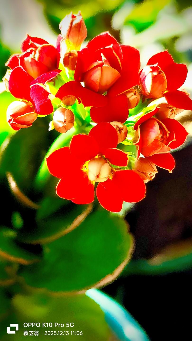 晒晒你拍的花 抖音邀你来赏花