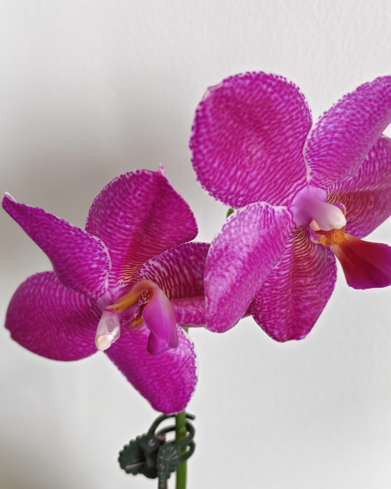 我生活中的精神食粮就是养花，花🌸给我不仅仅是喜欢，是消遣。每当看到花时，一身的