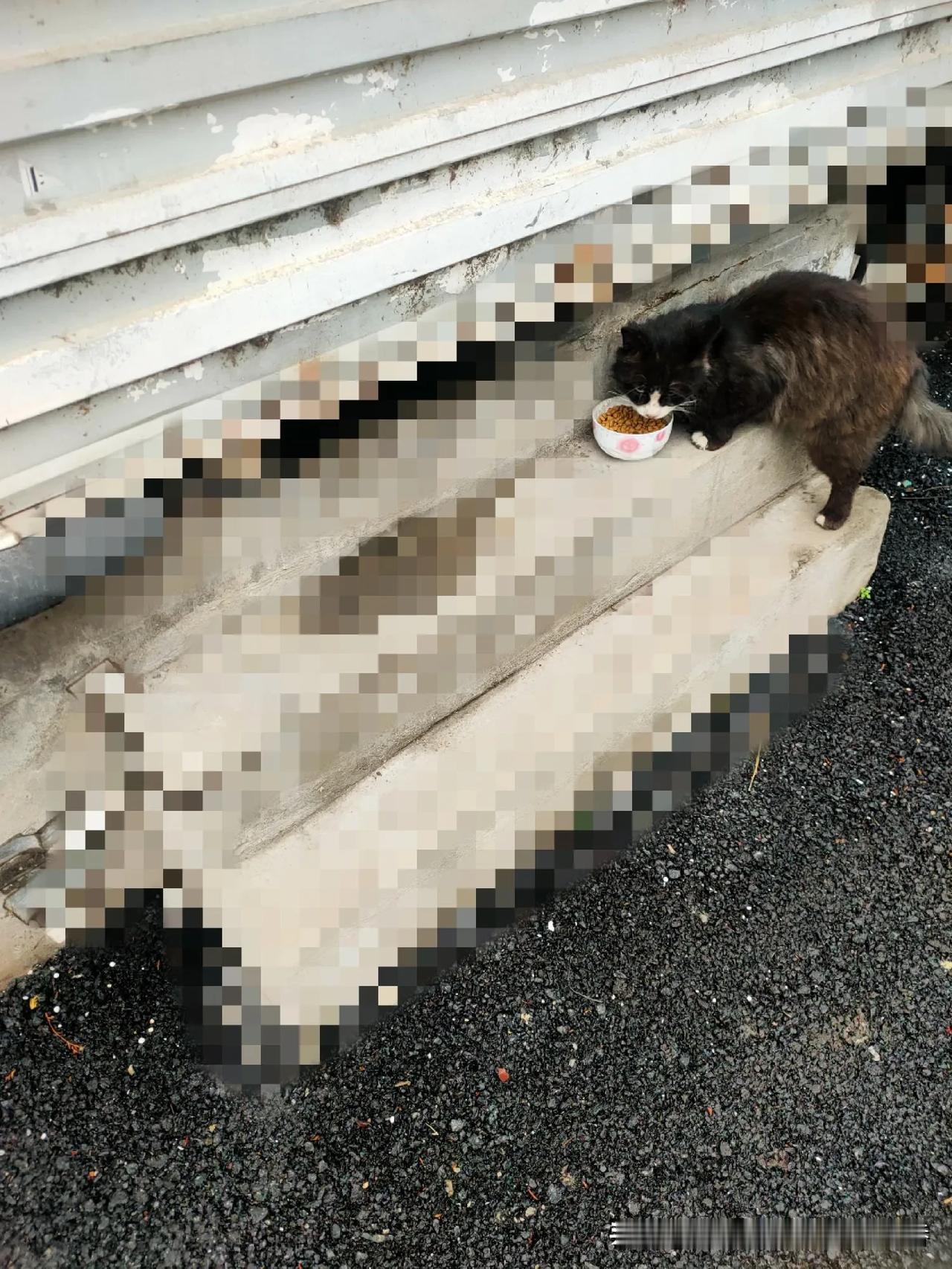 我喂流浪猫也有十几年了，可惜，南京这个地方，小区生存环境不怎么样，有些人特别不喜