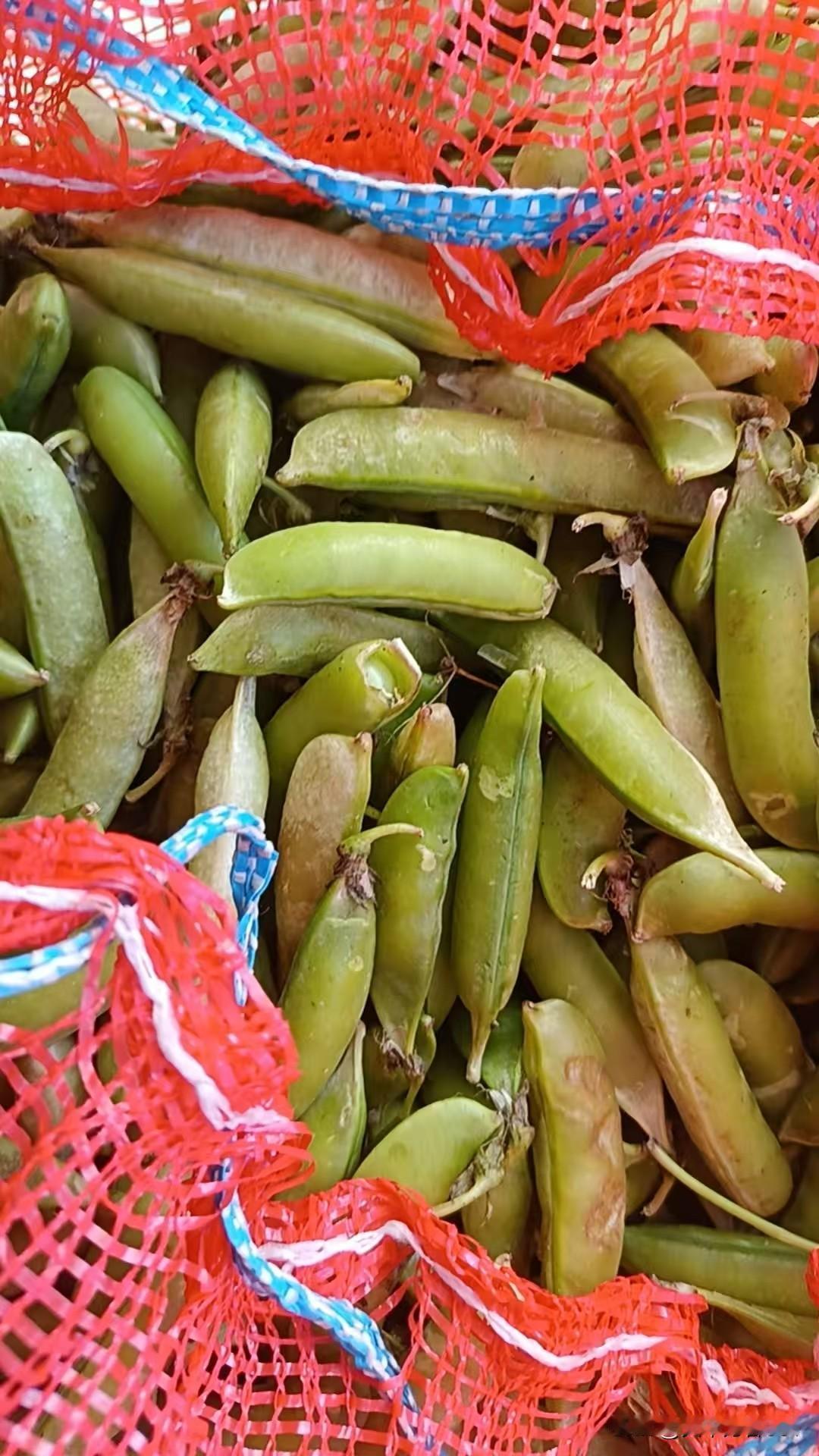 晒图笔记大赛夏日的时候碗豆正好