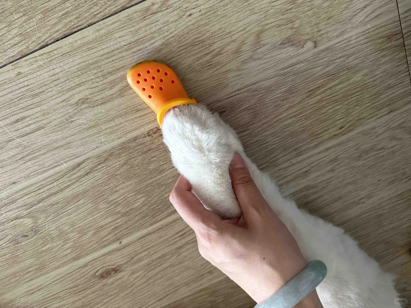 当麦当劳crocs遇到猪咪