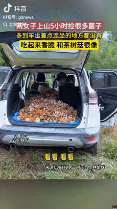 “赚大发了！”四川绵阳，两女子上山偶遇野生菌类，5个小时捡了100斤左右，放在车