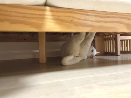 在吗，请你看肥美的猫屁屁
