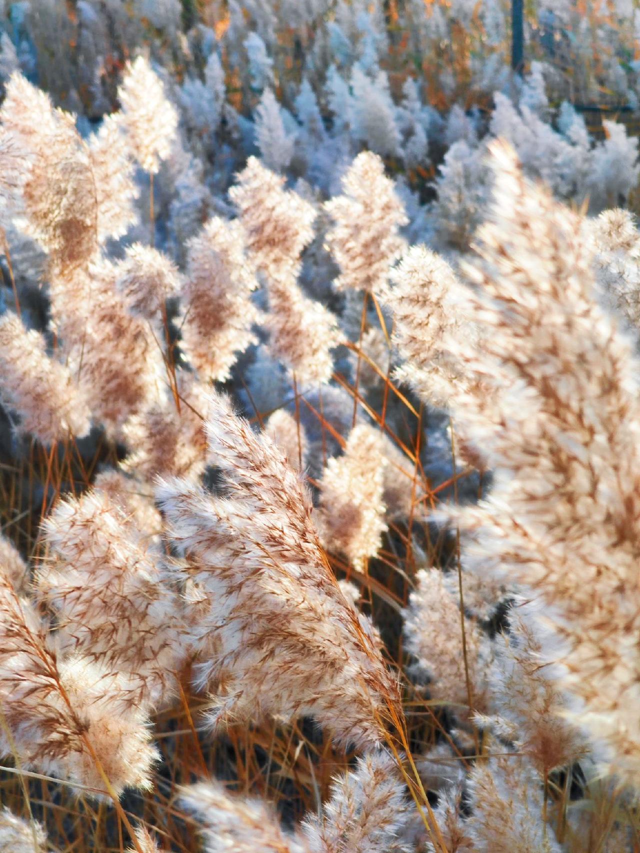 芦花似雪惹深秋#图文伙伴扶持计划 #一起来拍秋天 #芦花