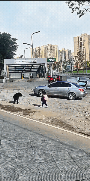 这视频让人难以相信这是真的。一黑一黄两只大犬，主家竟然绳子都不拴。
小女孩子被狗